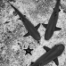 shark_whitetip_reef_alc_ci_v_0140_cos1429_bw.jpg